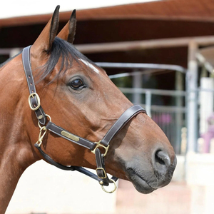 Dernier design, prix abordable : Harnais d'équitation pour l'entraînement / Meilleurs harnais de cheval réglables avec sangle de nez, faible MOQ - Product Image 3