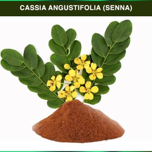 Poudre d'extrait pur de feuilles de Cassia Angustifolia – Ingrédient botanique naturel à base de plantes pour compléments alimentaires et formules de bien-être - Product Image 3