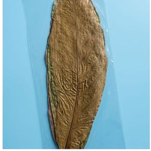 Feuilles de cacao écologiques YAMUNA 31-35 cm (12-13 pouces) pour aquarium, lot de 20 feuilles - Product Image 5