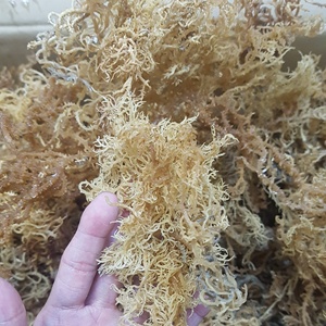 Best Quality Dried Seamoss Eucheuma Cottonii AD Processed From Ninh Thuan Sea Vietnam [Liam +84 865 912 655] - Product Image 5