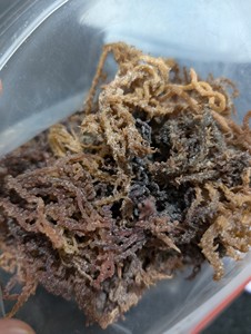 Musgo Irlandés (Seamoss) de Vietnam con Kappaphycus Alvarezii (Cottonii) y Eucheuma Denticulatum (Spinosum) - Product Image 6