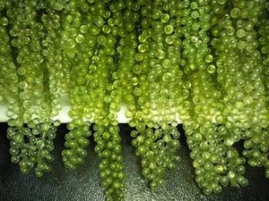 Raisins de mer déshydratés de qualité supérieure, export du Vietnam, Caulerpa Lentillifera séchée - Product Image 3