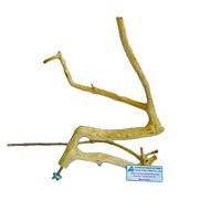 Perchoir pour oiseaux en bois de Java personnalisé |   Fabricant de supports de jeu pour perroquets OEM