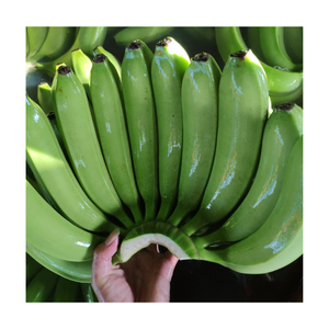 Plátano Cavendish Verde Fresco de Alta Calidad, Grado de Exportación, Fruta Tropical, Fabricante y Proveedor Mayorista Mundial a Precio Económico - Product Image 1