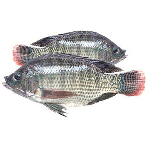 Fournisseur de Tilapia, Tilapia entière congelée de qualité supérieure, nourriture pour poissons - Product Image 5