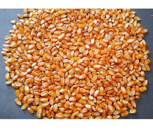 ข้าวโพดเมล็ดคุณภาพพรีเมียม พร้อมส่ง ขายส่ง เกรดอาหาร สำหรับส่งออก ปริมาณมาก คุณภาพดีที่สุด - Product Image 3