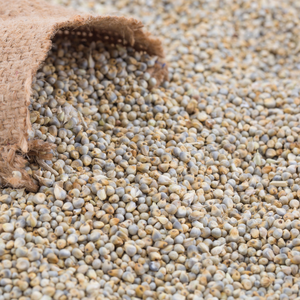 Fournisseur indien de millet perlé et de millet vert, exportateur de céréales en vrac pour les distributeurs et importateurs de céréales en gros - Product Image 3