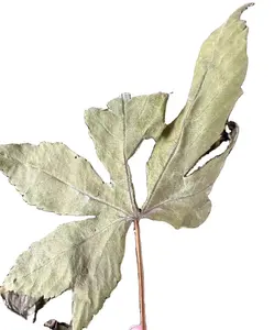 말린 임신 차 레드 라즈베리 OEM 포장 느슨한 잎 레드 라즈베리 허브 차 체로 쳐진 Rubus Chingii 레드 라즈베리 잎