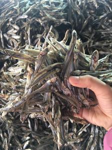 Anchoas Secas de Alta Calidad, Grado Premium, Cumplen con el Estándar de Exportación, 100% Pescado Seco, con Congelación IQF y Empaque a Granel - Product Image 5