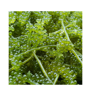 Proveedor de Umibudo (Umbidó) de Vietnam, Caviar Verde de Uvas de Mar, Mariscos Frescos para Horeca - Product Image 3