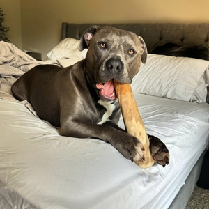 Bâton à mâcher pour chien en bois de café, prix d'usine, jouet naturel durable pour chiens agressifs, vente en gros - Product Image 4