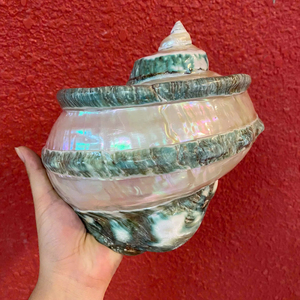 Concha de Turbo Natural Grande de 18–20 cm, Concha Marina Decorativa, Fabricante al por Mayor de Vietnam, Exportación - Product Image 1