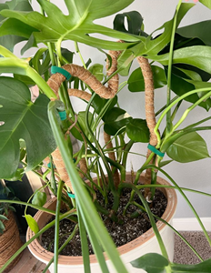 Poste de Fibra de Coco para Plantas |   Soporte para Plantas de Fibra de Coco Natural con Núcleo de Madera y Metal Flexible |   Para Plantas Trepadoras de Interior - Product Image 6