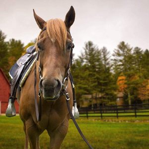 Têtière en nylon rose pour cheval avec rênes, design double couche - Product Image 5
