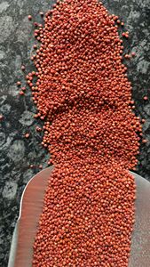 Grano de Sorgo Rojo para Alimentación de Ganado y Animales |   Alimento para Animales con 18 Meses de Vida Útil, Alto Contenido de Proteínas y Fibra, Suministro a Granel y Exportador de India - Product Image 5