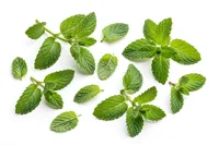 Huile essentielle de menthe poivrée, huile parfumée à la menthe, huile aromatique à la menthe fraîche pour la fabrication de savons, de bougies et de cosmétiques, fournisseur en gros