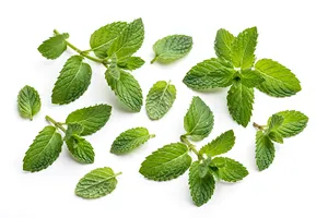 Huile essentielle de menthe poivrée, huile parfumée à la menthe, huile aromatique à la menthe fraîche pour la fabrication de savons, de bougies et de cosmétiques, fournisseur en gros - Product Image 2