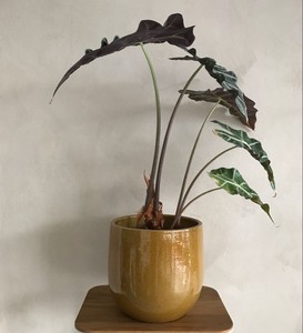 Ensemble de pots de fleurs en céramique émaillée colorée avec finition lisse, durable, moderne, pour la décoration intérieure et extérieure - Product Image 4