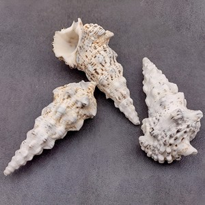 Accesorio decorativo de playa, conchas marinas naturales, suministro de fábrica de conchas para manualidades. - Product Image 1