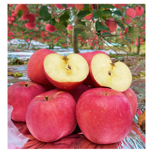 Pommes rouges Fuji fraîches de la ferme, riches en saveur et en valeur nutritionnelle, pour les supermarchés, les chaînes de magasins et les distributeurs de produits alimentaires - Product Image 1