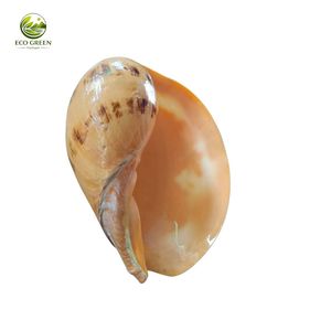 Natural White Spiny Shell DIY Modern Rustic Eco-Friendly Raw Home Decor Craft - Product Image 6