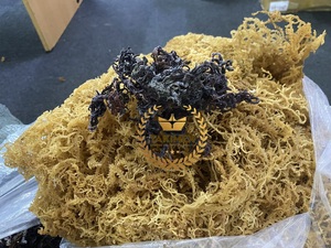 Bán Buôn Giá Rêu Biển 2025 Takimex <span class=keywords><strong>St</strong></span> Lucia Rêu Biển Khô Irish Moss Số Lượng Lớn Túi 20Kg Làm Gel Bán Buôn Giá Việt Nam Xuất Xứ - Product Image 4