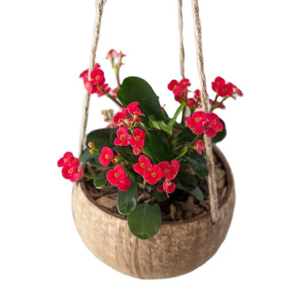 ช็อกโกแลต