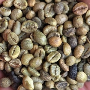 Café Verde en Grano Vietnam Arabica Specialty Honey S16+ de Fábrica con Exportación al por Mayor y Suministro Estable - Product Image 1