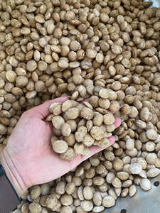 ถั่วซาชินัทอบแห้งจากเวียดนาม เนื้อแข็ง รสหวาน บรรจุในถุง/ คุณลิมา - Product Image 6