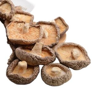 SETA SHIITAKE DE TALLO SECA AL POR MAYOR DE PROVEEDOR VIETNAMÉS CON PRECIO BARATO - Product Image 6