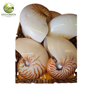 Concha de Nautili, Espécimen Natural del Océano, Decoración de Lujo para el Hogar, Concha Espiral Coleccionable, Elegante Regalo para Amantes del Arte - Product Image 6