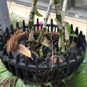 Maceta de Plástico PP Negra para Orquídeas, Marca Folin GL-A25, 250x165, Logotipo Personalizado, Estilo Rústico, Fabricante OEM - Product Image 1