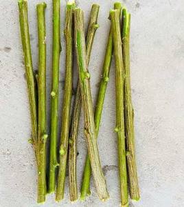 Barra de Neem Orgánica Natural, Sin Químicos, Solución para Blanqueamiento Dental e Higiene Bucal, Producto Herbal, 50-100 Unidades - Product Image 3