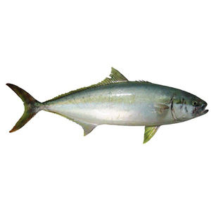 IMPORTATION / EXPORTATION de saumon frais congelé de bonne qualité à prix abordable à tout moment - Product Image 6