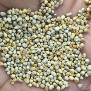 Indian Pearl <b>Millet</b> Bajra Grain Supplier For Wholesale Bulk Export Food Processing And International Buyers - Product Image 3