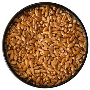 Grano de Trigo Orgánico Certificado para Agricultura Sostenible y Procesamiento de Alimentos con Grano de Trigo Rico en Nutrientes para Compradores - Product Image 6