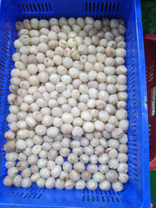 Lichi Congelado de Vietnam de Alta Calidad para Exportación a Granel - Product Image 2