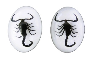 Cabujón Ovalado de Plástico con Espécimen Real de Escorpión Negro 18x25 mm Base Plana Blanca para Manualidades y Joyería - Product Image 2
