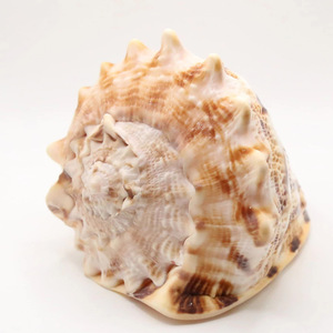 Cheapest price natural sea shells hermit crab turbo shell <b>home</b> decor seashells ocean theme crafts - Product Image 6