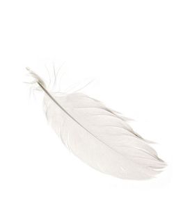 2026 High Quality White Duck <b>Feather</b> Processed Clean Bulk Supply Vietnam for Pillow Cushion Filling Export - Product Image 1