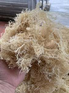 HIGH QUALITY <b>RAW</b> DRIED <b>SEA</b> <b>MOSS</b>/ IRISH SEAMOSS in BULK for SALES/ Ms. Lily - Product Image 6