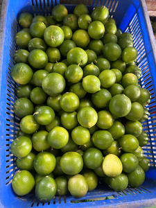 Citron vert sans pépins d'origine vietnamienne, agrumes juteux et acidulés de qualité supérieure pour l'exportation en vrac, longue durée de conservation, approvisionnement en gros dans le monde entier - Product Image 3