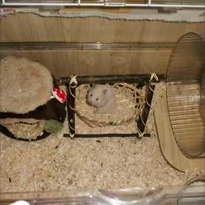 ตะกร้าไม้ไผ่สานมือ ที่หลบซ่อนสำหรับสัตว์เลี้ยงขนาดเล็ก รังนก รังแฮมสเตอร์ กล่องเก็บของธรรมชาติ เป็นมิตรกับสิ่งแวดล้อม ของเล่นในกรง  ผู้จำหน่าย - Product Image 4