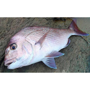 Pescado Entero Congelado IQF, Lubina Roja, Desespinado, Eviscerado, con Escamas, Pescado Salvaje, Comercio de Mariscos - Product Image 6