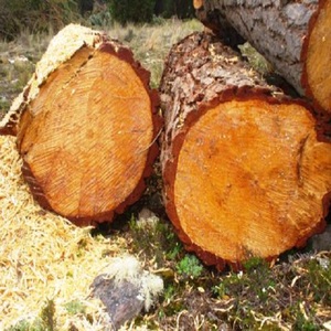 Troncos de Madera de Eucalipto de Alta Calidad y Rendimiento, que Proporcionan Calor Intenso, Combustión Lenta y Energía de Madera Dura Confiable para el Hogar - Product Image 4