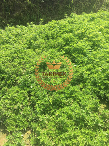 Gelée d'herbe (Mesona Chinensis / Platostoma Palustre) Feuille/Feuilles du Vietnam pour ingrédient de thé Bubble Boba - Product Image 6