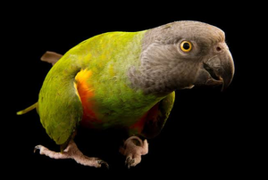 Premium NMF (PVT) LTD Senegal Parrots Live Birds From South Africa for Aviculture Breeding <b>Aviaries</b> and Ornamental Bird Supply - Product Image 4