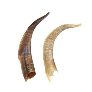 Directo de la India, Shofar de Cuerno de Búfalo de Buena Calidad, Ecológico, Religioso, Pulido, de Color Natural, Estilo Animal - Product Image 2