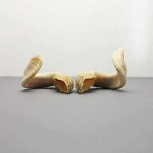 Shofar naturel incurvé en corne de bélier, instrument de prière traditionnel, instrument de culte spirituel, cadeau de collection par Neha Enterprises - Product Image 2