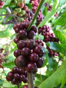 เมล็ดกาแฟเขียวเวียดนาม อาราบิก้า แบบดิบ สำหรับส่งออกจำนวนมาก ยุโรป สหรัฐอเมริกา รับผลิตแบบ OEM/ODM - Product Image 6